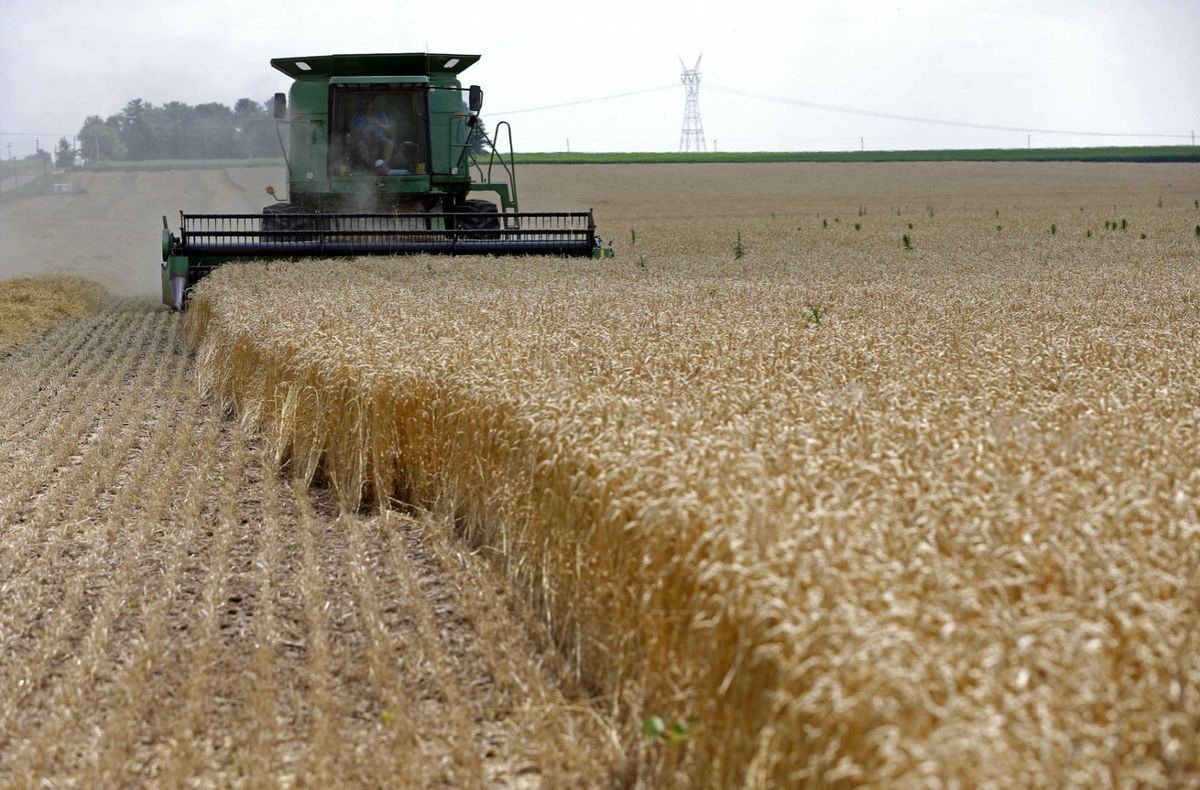 قرار بحصر شراء القمح المحلي على البنك الزراعي السوداني