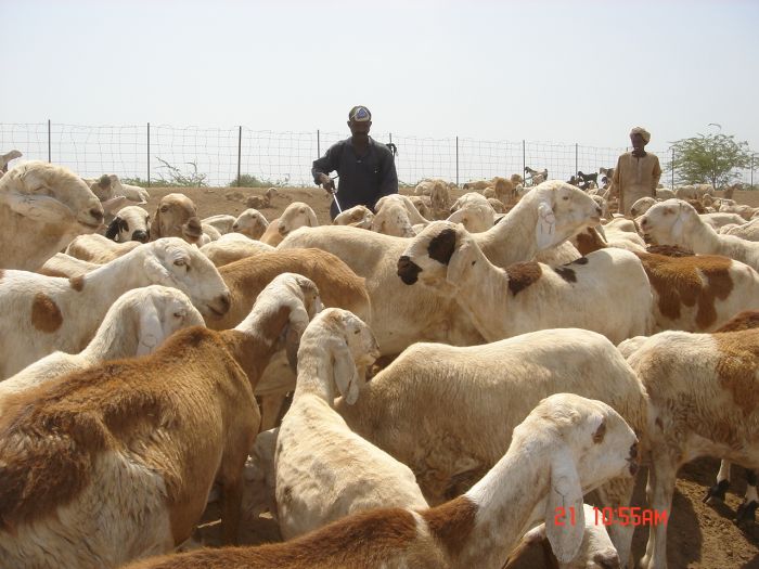 وفد حكومي إلى السعودية تمهيداً لاستئناف صادِر الماشية