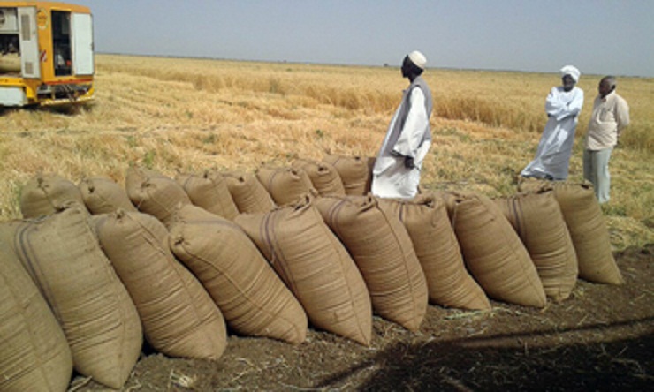 البنك الزراعي: (16) تريليون جنيه لشراء القمح