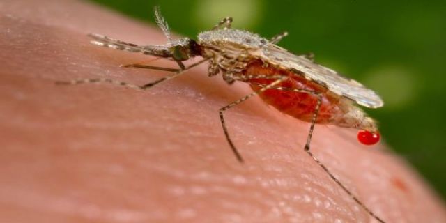 ارتفاع نسبة الإصابة بالملاريا فى جميع الولايات