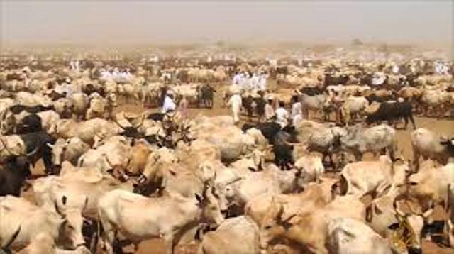 شركة مصرية تشتري كميات كبيرة من الأبقار