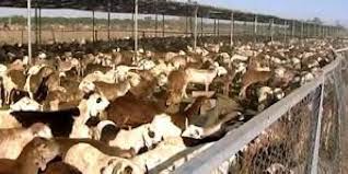 مدير المحاجر : اتجاه لمعاقبة المتسببين في إعادة شحنة الماشية للسعودية